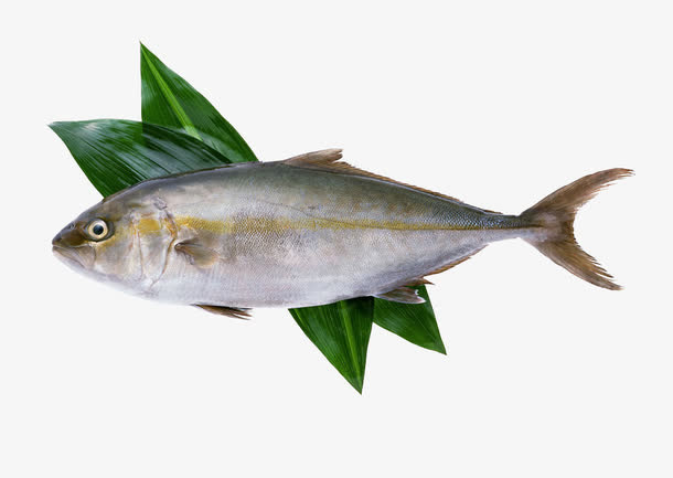 新鲜的鱼食材摄影免抠