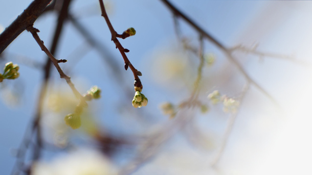 春天樱花摄影背景设计元素之十五免抠背景摄影风景元素