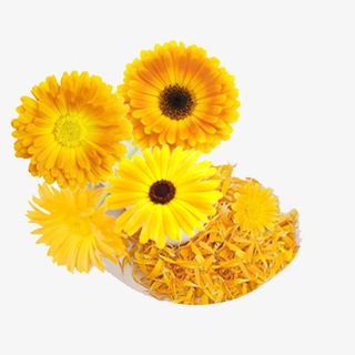 金盏花花瓣实物PNG免抠