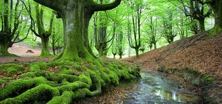 森林海报背景高清