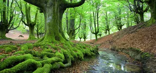 森林海报背景高清