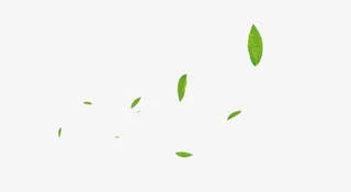 漂浮叶子 片片绿叶免抠