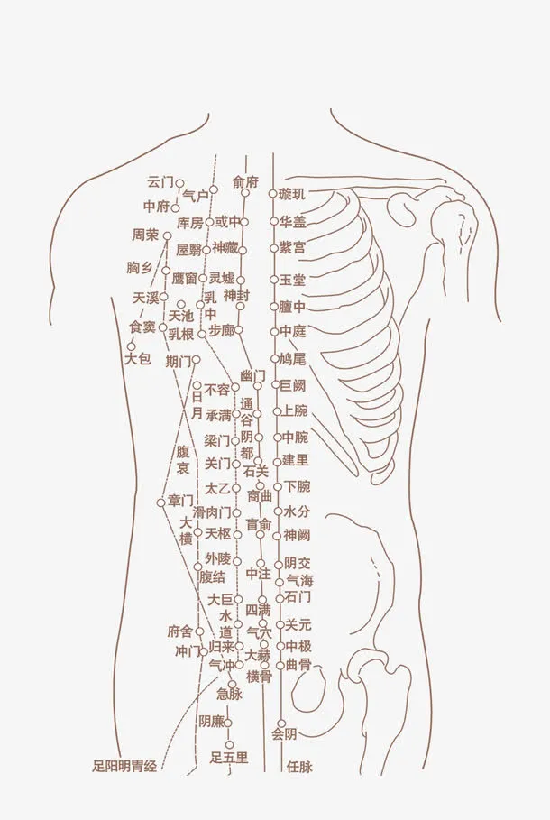 人体骨骼免抠