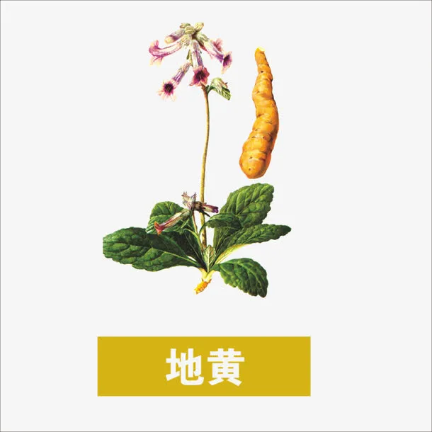 地黄免抠