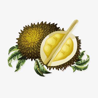 榴莲树叶手绘卡通插图免抠