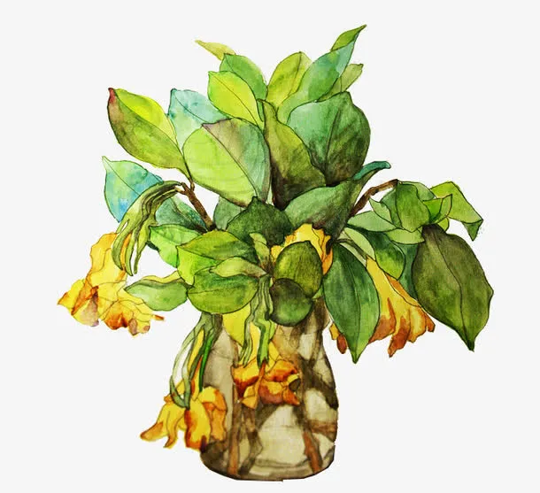 手绘栀子花免抠