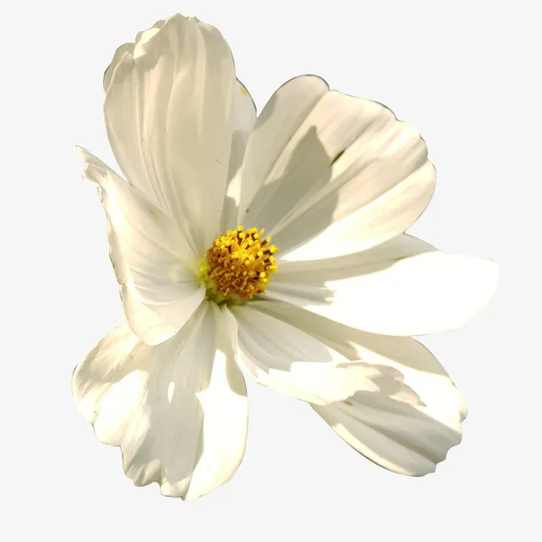 菊花类草本植物免抠