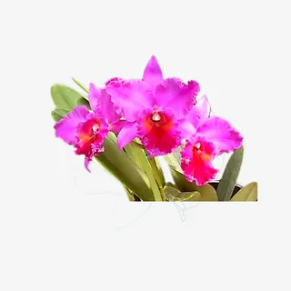 鲜花 花朵 花儿素材免抠