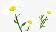 手绘白色清新春季花朵装饰免抠