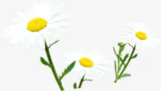 手绘白色清新春季花朵装饰免抠