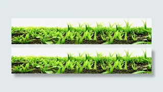 高清实拍摄像绿色草地免抠