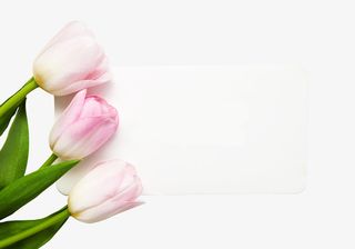 粉色郁金香花免抠