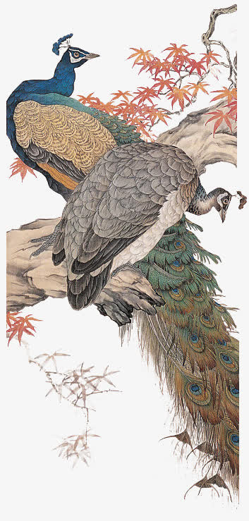 装饰孔雀免抠
