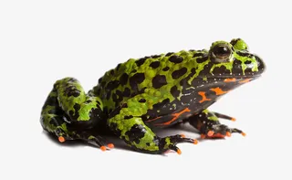 高清绿头蛙免抠