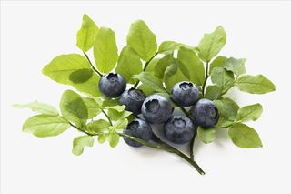 大绿叶子的杜松子免抠