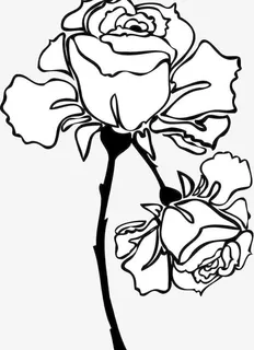 手绘盛开玫瑰花素材免抠