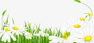 白色的花朵免抠