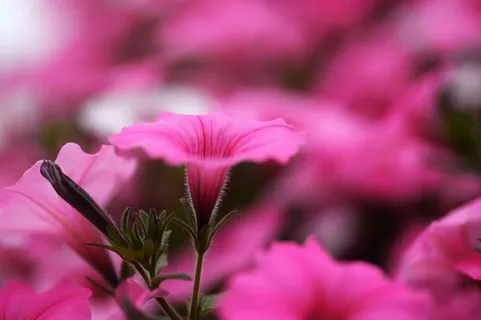 粉色盛开牵牛花朵免抠 粉色盛开牵牛花朵免抠