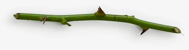 带刺的树枝免抠