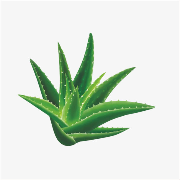芦荟免抠