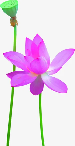 水墨荷花水墨山水素材免抠