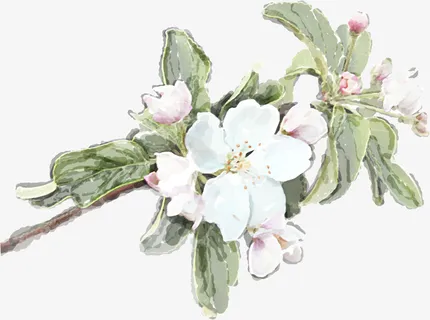 白色水彩花朵免抠 白色水彩花朵免抠