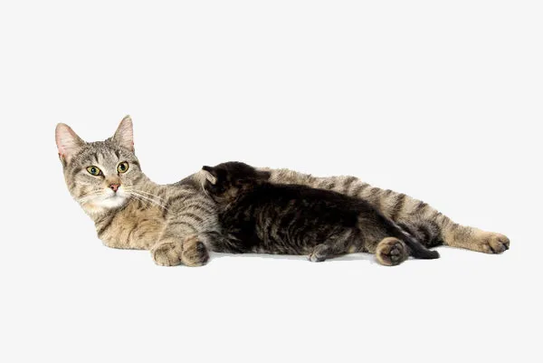 休息的猫免抠