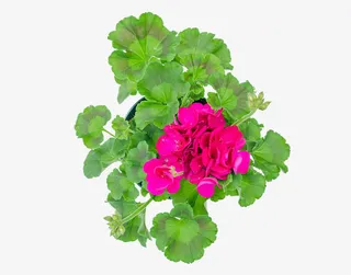 天竺葵植株免抠