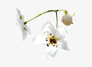 几朵梨花花瓣图片素材免抠