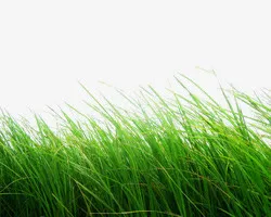 绿色草丛装饰春天免抠