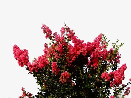 大红紫薇花免抠