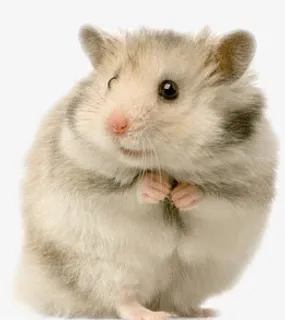 仓鼠免抠