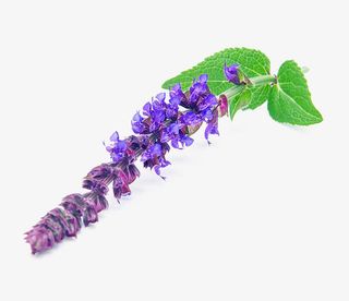 鼠尾草免费下载免抠