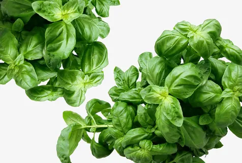 成片的绿色树叶免抠 成片的绿色树叶免抠