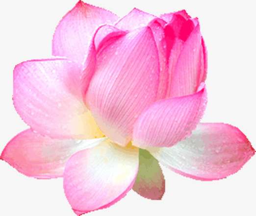 粉色荷花免抠