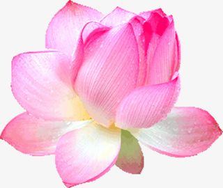 粉色荷花免抠