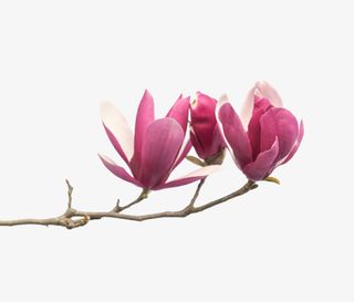 红色带香味茂盛的玉兰花瓣实物免抠