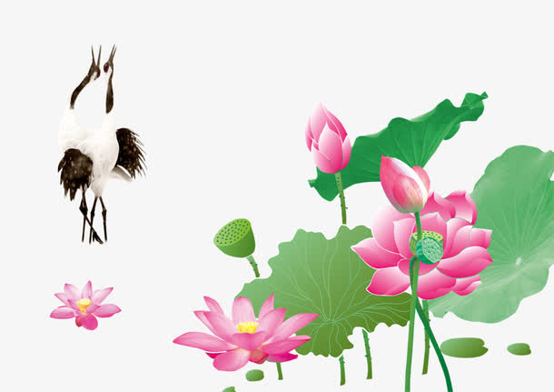 白鹤荷花图片免抠