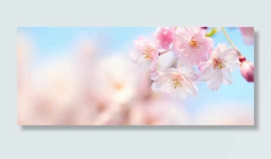 唯美桃花背景素材高清