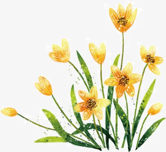 黄色手绘水仙花免抠