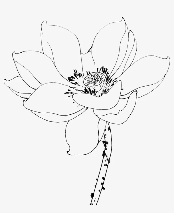 单枝荷花简笔画免抠
