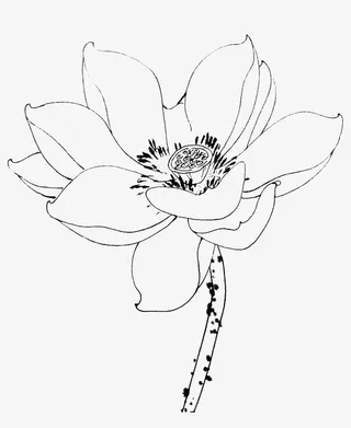 单枝荷花简笔画免抠