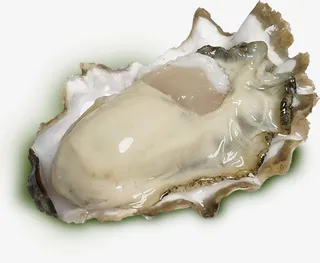 高清海鲜生蚝免抠