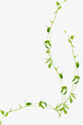 绿色藤蔓植物春季免抠