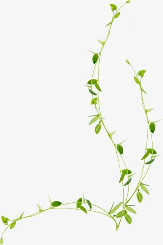 绿色藤蔓植物春季免抠