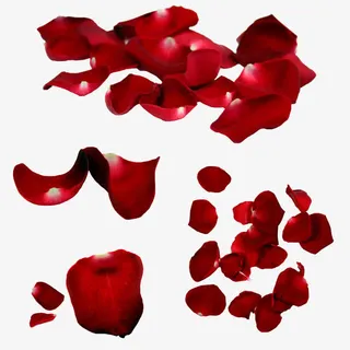玫瑰花瓣免抠
