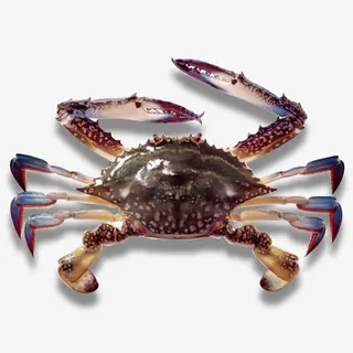 海鲜螃蟹免抠 海鲜螃蟹免抠