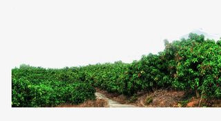 果实丰硕芒果树免抠