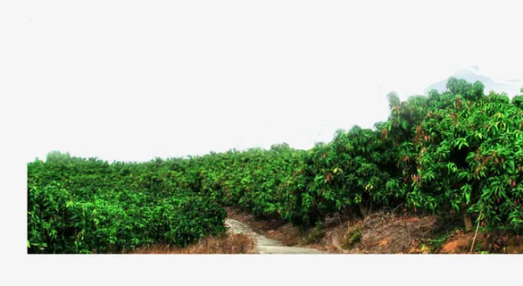 果实丰硕芒果树免抠 果实丰硕芒果树免抠