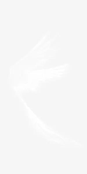 天使白色羽翼免抠